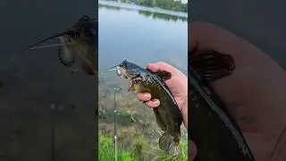 Дегустация бычьего сома #рыбалка #на природе #кулинария #рыба #еда #морепродукты