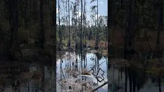Big Gum Swamp