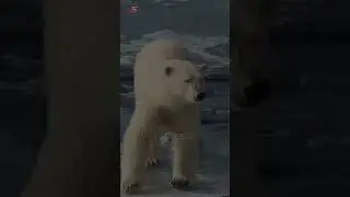 Animals How To Survive  Extreme Condition #animalplanet