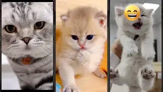 Funny Cats 2024 🙀 #cat 🐕 #funanimals #4748