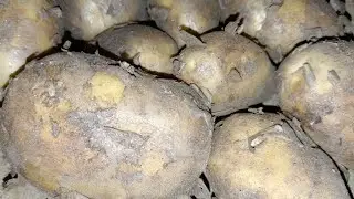 Potato and mixed vegetables farming @