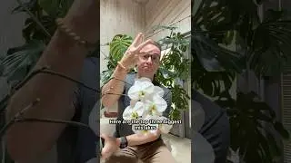 Три большие ошибки, которые, как я видел, допускают многие люди при выращивании орхидей.