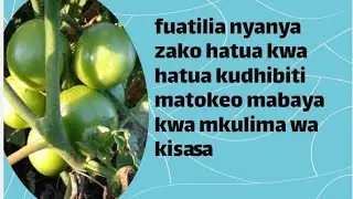 Hatua Bora ya Nyanya Zangu – Angalia Maendeleo na Mambo Muhimu