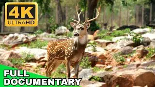 Documentary on Spotted Deer: Life in the Wild