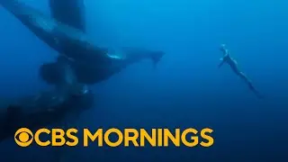 Inside the world of freediving with Michael John Warren