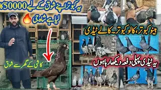 Best Pigeon Ever || 50000 Wala Kabootar || Aj High Level Kabootaro ka Shouq || 0332-193-7025 
