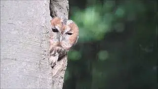 Uilen (Natuurlijk! 13-10-2025)