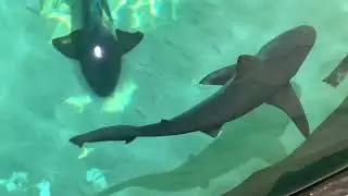 Aquarium trip and Behind the Scenes #zookeeperperks #sharks