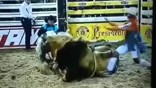 Touro bandido