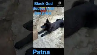 Double coat black German shepherd low price in patna comment now