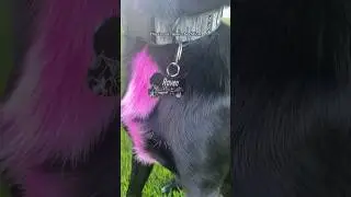 Custom Dog Tag!