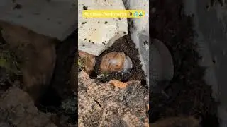 Suturalis Nachwuchs aktiv und planscht.