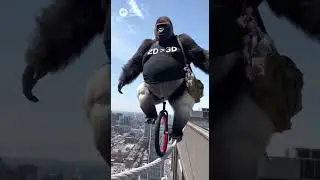 Chubby Gorilla Unicycle Show 🎪🦍😂 | Gorila Gordito Funambulista