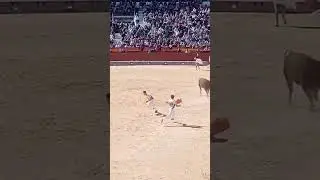 Incredible Bull Jump! Bull Leaps Over Bullfighter in Extreme Bullfighting Show #shorts  #bulldodging