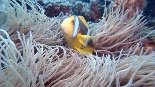 Diving the Reefs around Beqa Lagoon