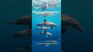 #didyouknow #dolphin #science #name #facts #funfacts #knowledge #ocean