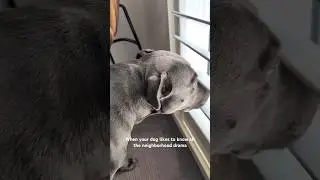 Gossip Girl (I love how she opens the blinds) 😂 #bluestaffy #dog #englishstaffy