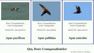 Quş, Dəstə Uzunqanadkimilər aerodramus apus chaetura cypseloides bird niger maximus horus melba