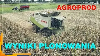 🌽 Zbiór kukurydzy w AgroProd Wierzbnik | Wyniki plonowania | Top Nasiona