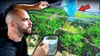 ADDING MORE FISH!! 4ft ANGELFISH AQUARIUM | MD FISH TANKS