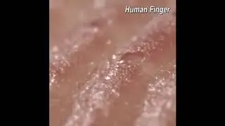 1000X Zoom 1080p Microscope Camera