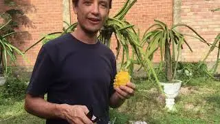 Descubra a PITAYA mais GOSTOSA