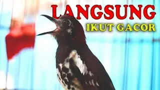 MASTERAN ANIS KEMBANG CEPAT DIRESPON #aniskembang