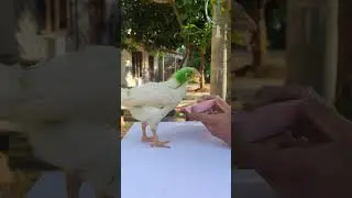 feed the chicks green color #shorts #chicks