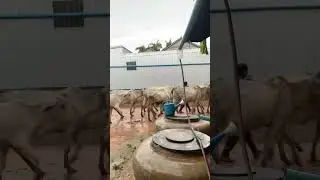Cow back home after rain #animals #animal #cow #nature