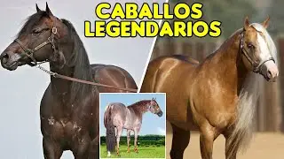 LEYENDAS DE LAS PISTAS Y DE LA REPRODUCCIÓN #caballos #horses #cuartodemilla