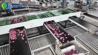 Large capacity onion potato sorting grading machine,vegetable processing packaging line