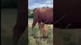 Got milk? #cow #baby #grassfed #redheifer