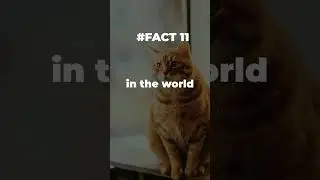 Longest cat lived ever 🐈 😱 #catlife #catlivesmatter #catfact  #catfacts #catage #catlifestyle
