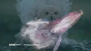 The Future Of Nature | New Series | BBC Player