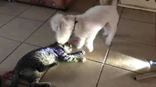 Bobsila y mikelion