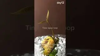 mango seed time lapse, in water for 14 days #timelapse  #mango  #manga