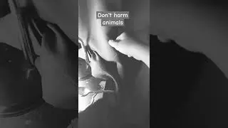 Don't harm animals #saveanimals #animalfreedom