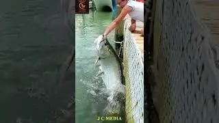Fish Feeding Surprise I Astonishing Fish Feeding Scene #shorts