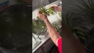 Quick guide to air plant care. #plants, #airplants, #style, #decor, #quick, #fun, #shorts