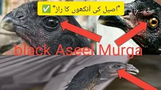 aseel eyes color information II Black ankh wala aseel murgha II Murga Tv 