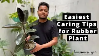 Rubber Plant Care | How to care Rubber Tree Black Prince | Ficus Elastica Caring Tips