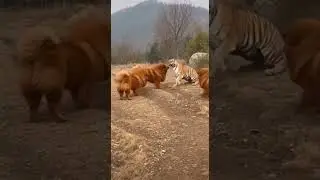 Lion vs Tiger: Epic Fight Caught on Camera! 😱