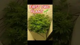 From Seed to Mid-Flower 🌱💧