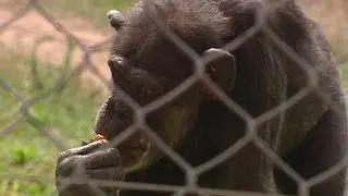 Rainfer, un santuario de paz para primates en Madrid