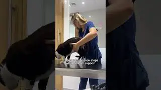 Paralyzed cats&rsquo; physiotherapy progress 😍 #shorts #cat #catlover #vetphysio #vet #catshorts