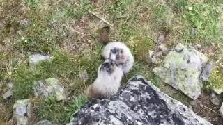 Marmots fighting - Centennial Ridge in Kananaskis, Alberta