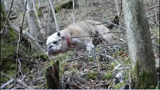 WORKOUT WITH ENGLISH BULLDOG - DOG TRAIL RUNNING