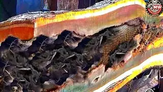 The discovery of a severed piece of baby snake shocked the woodworkers at sawmill