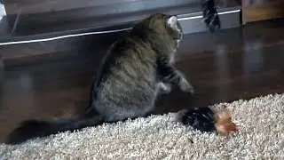 Pet Ed: Exercises for cats