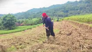 Pure Traditional Rice Threshing Without Machines #RuralAgriculture #TraditionalFarming